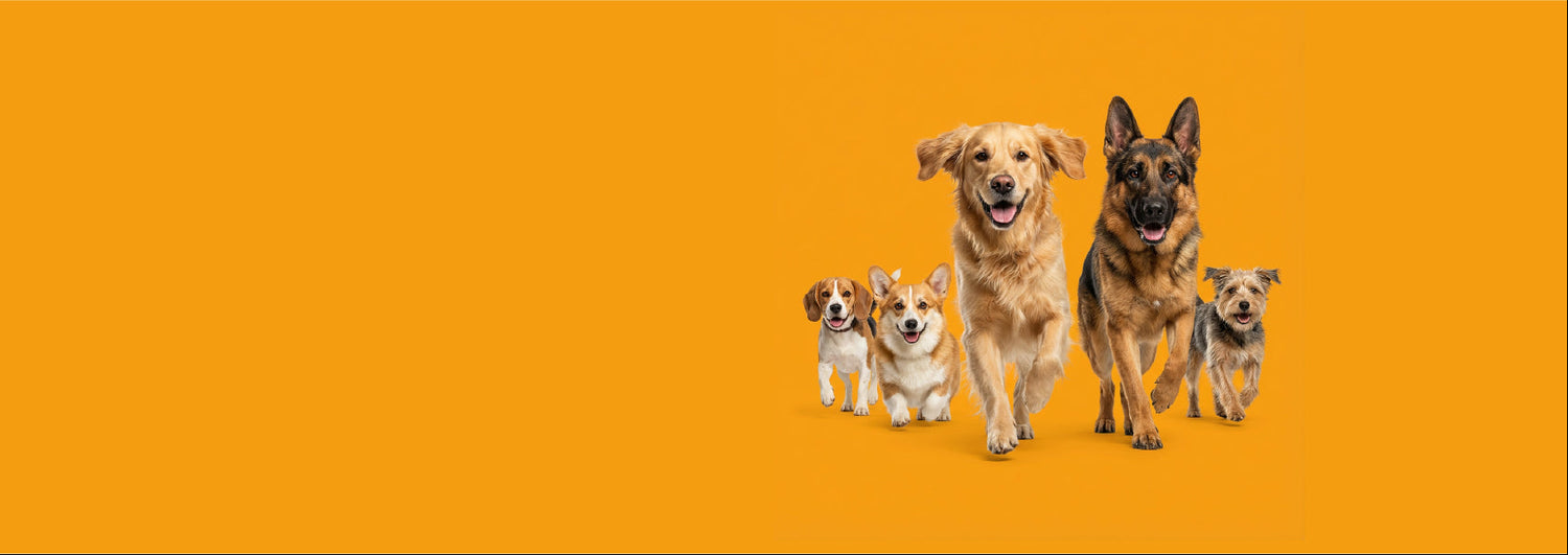 Five dogs of various breeds standing together on an orange background