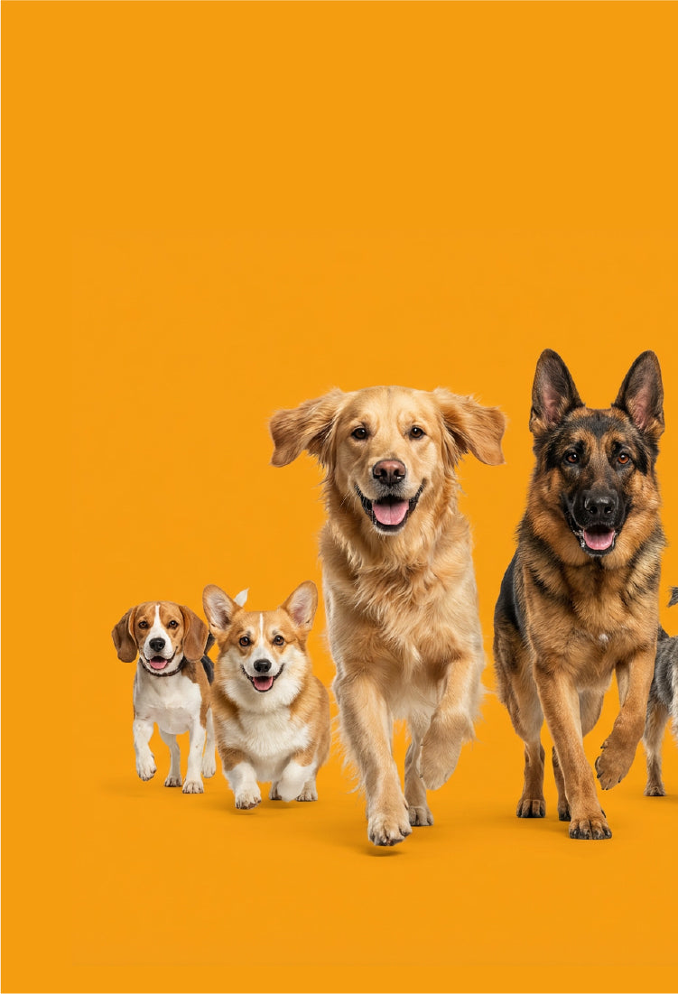 Four dogs of different breeds standing on an orange background